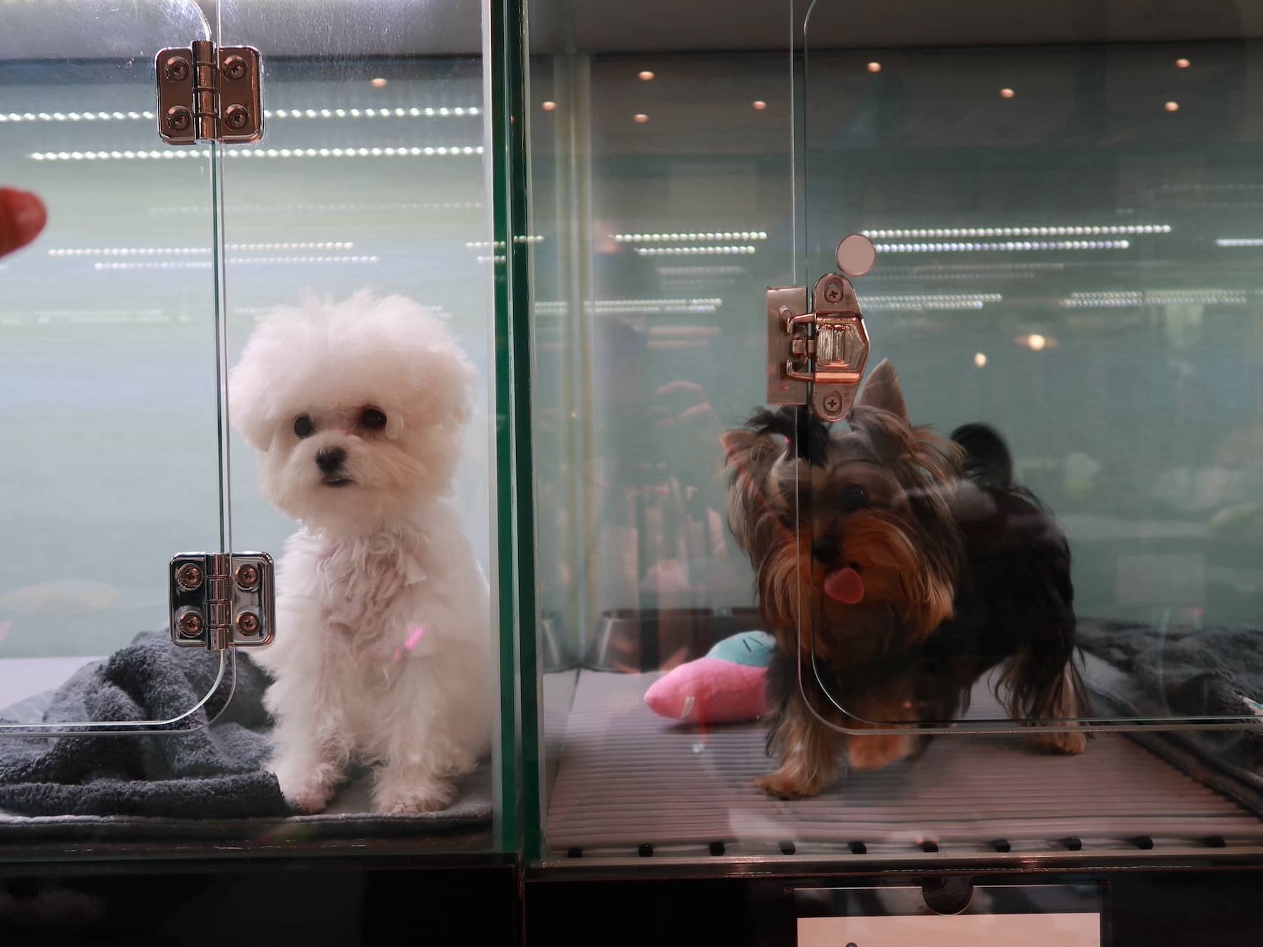 Adopt Your New Best Friend From This Pet Boutique With Korean